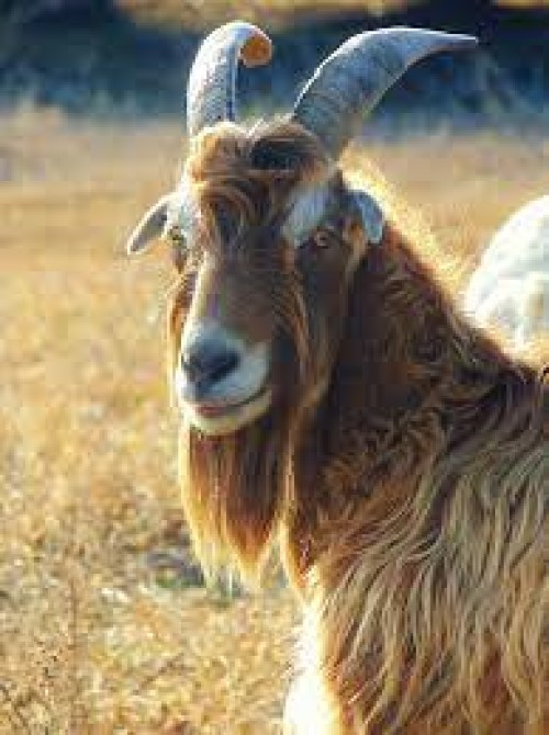 The Golden Goat
