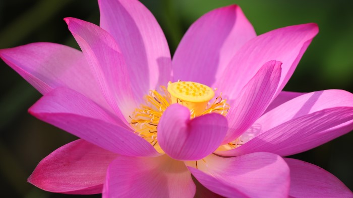 What Is the National Flower of India?